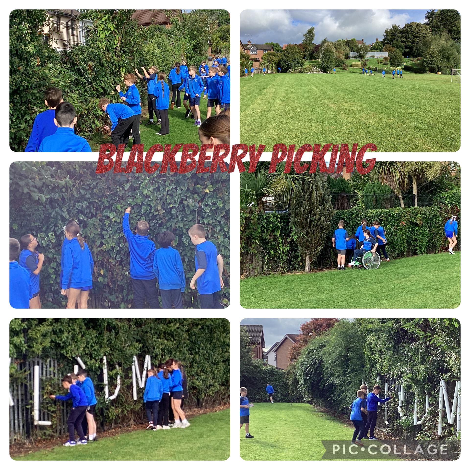 Today, our class enjoyed a lovely outdoor learning experience as we went blackberry pickin
